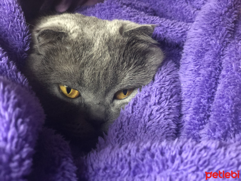 Scottish Fold, Kedi  Nazlı fotoğrafı