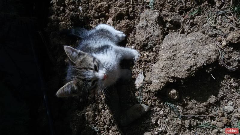 Ankara Kedisi, Kedi  Minnak fotoğrafı