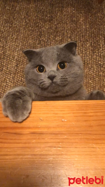 Scottish Fold, Kedi  Bozı fotoğrafı