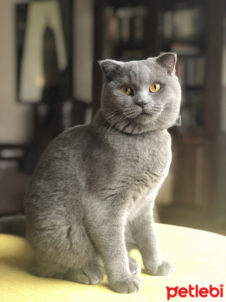 Scottish Fold, Kedi  Bozı fotoğrafı