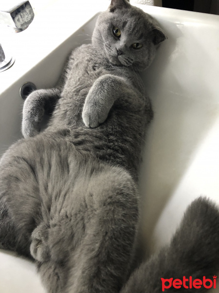 Scottish Fold, Kedi  Bozı fotoğrafı