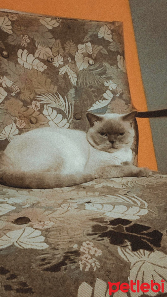 Scottish Fold, Kedi  Dali fotoğrafı