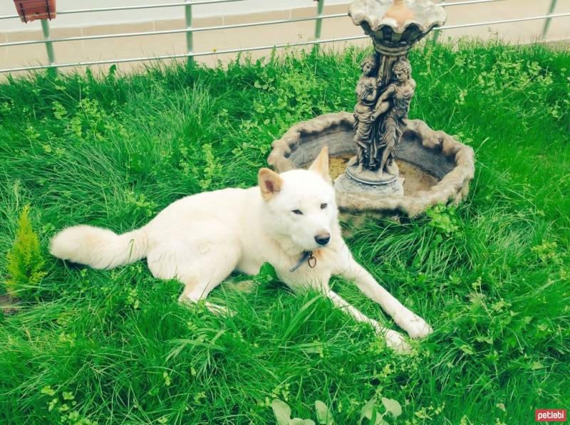 Akita İnu, Köpek  Raki fotoğrafı