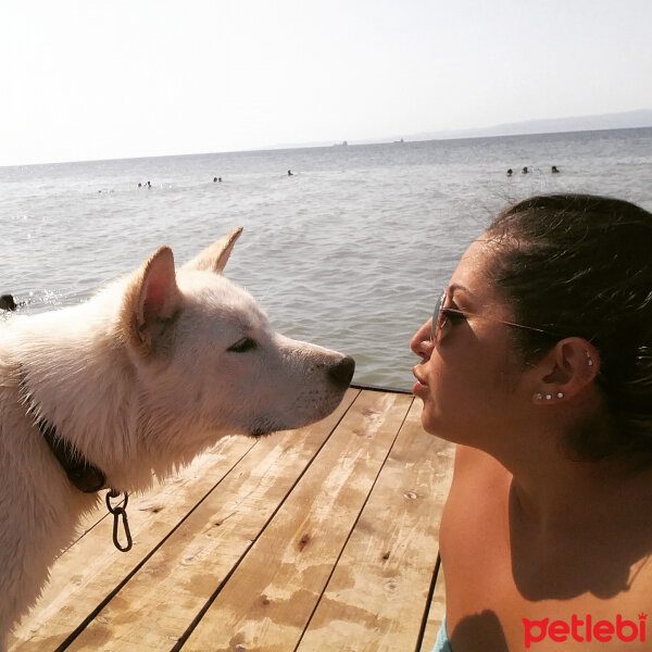 Akita İnu, Köpek  Raki fotoğrafı