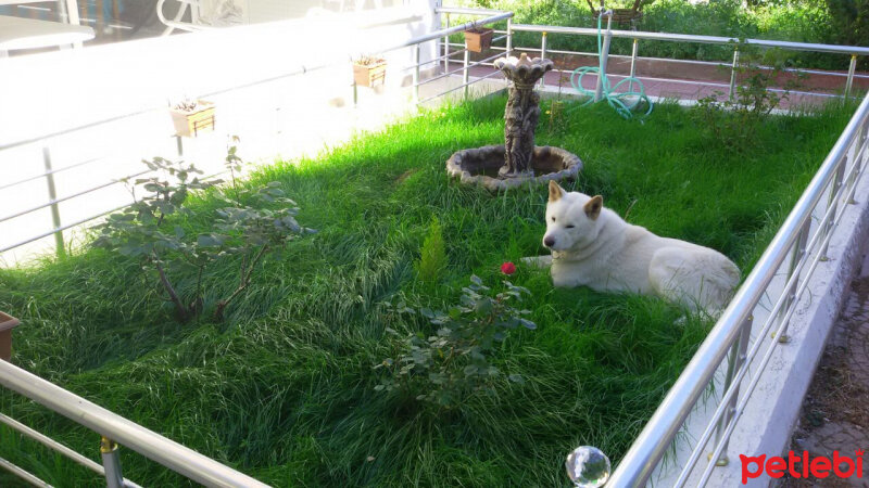 Akita İnu, Köpek  Raki fotoğrafı