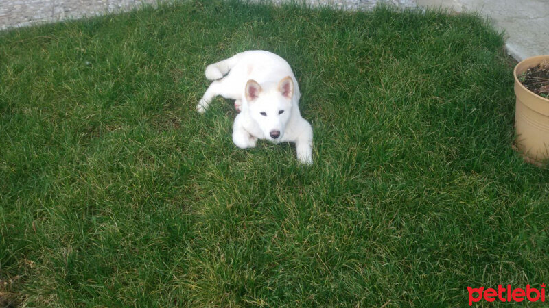 Akita İnu, Köpek  Raki fotoğrafı