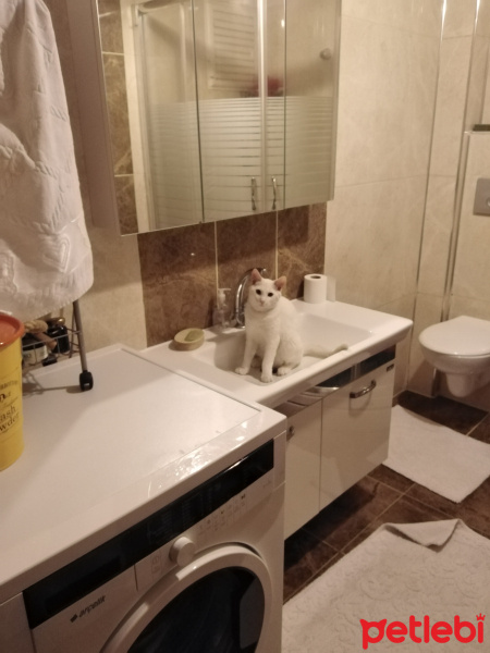 Van Kedisi, Kedi  Minnoş fotoğrafı