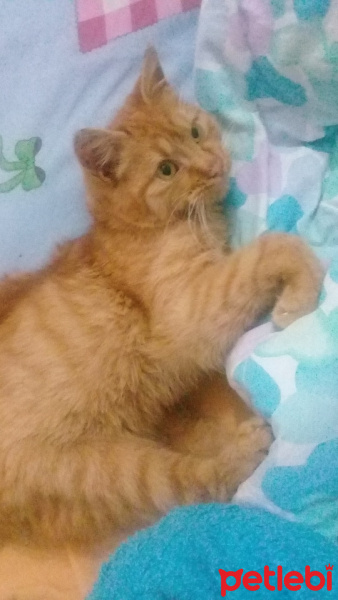 Sarman, Kedi  Şanslıi fotoğrafı