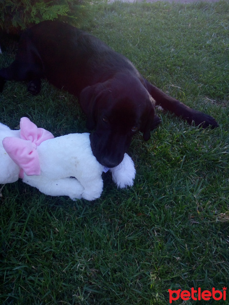 Labrador Retriever, Köpek  Bitter fotoğrafı