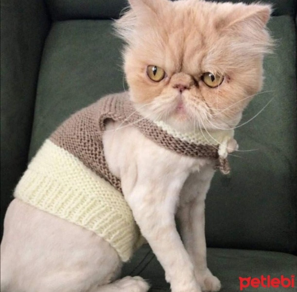 İran Kedisi (Persian), Kedi  Çiko fotoğrafı