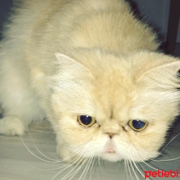 İran Kedisi (Persian), Kedi  Çiko fotoğrafı