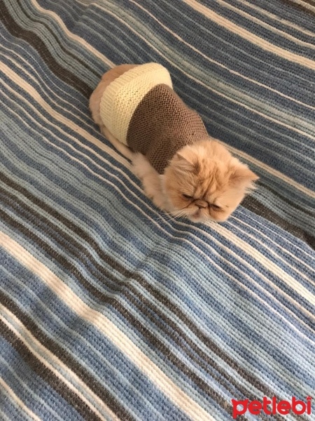 İran Kedisi (Persian), Kedi  Çiko fotoğrafı