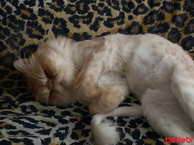 İran Kedisi (Persian), Kedi  Çiko fotoğrafı
