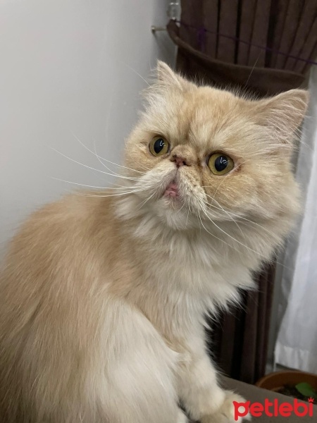 İran Kedisi (Persian), Kedi  Çiko fotoğrafı