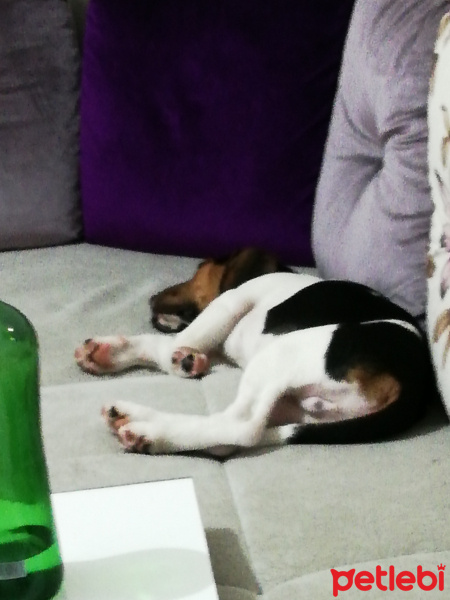 Beagle, Köpek  Odi fotoğrafı