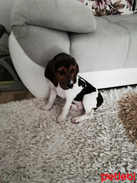 Beagle, Köpek  Odi fotoğrafı