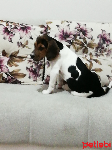 Beagle, Köpek  Odi fotoğrafı