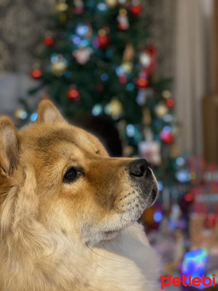 Chow Chow (çin Aslanı), Köpek  Cookie fotoğrafı