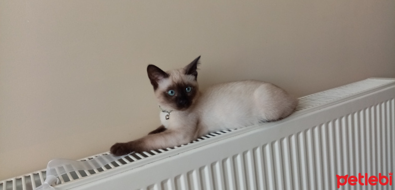 Siyam Kedisi, Kedi  Gece fotoğrafı