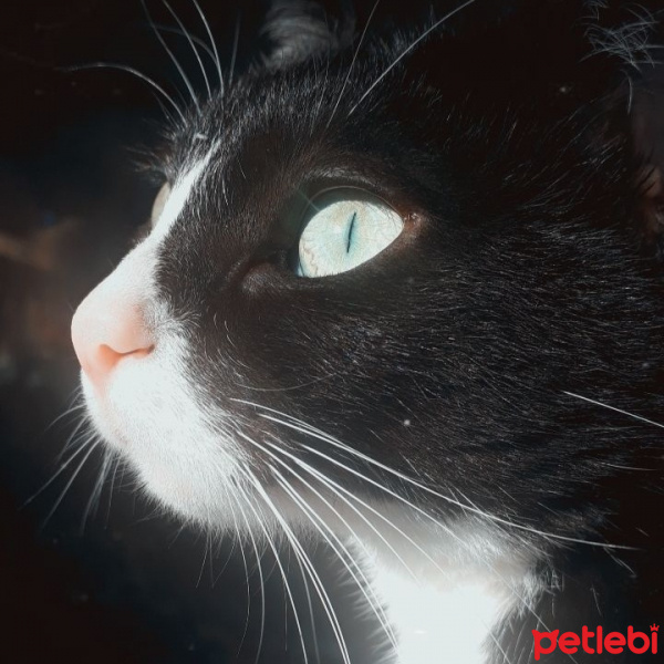 Tuxedo (Smokin) Kedi, Kedi  Maria fotoğrafı
