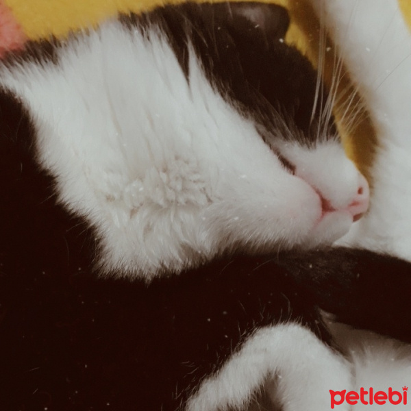 Tuxedo (Smokin) Kedi, Kedi  Maria fotoğrafı