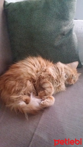 Sarman, Kedi  Sindi fotoğrafı
