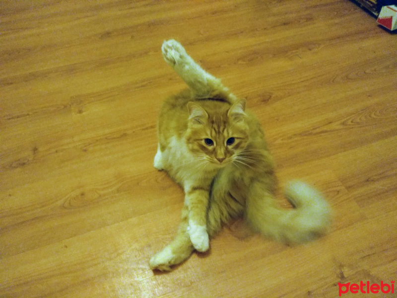 Sarman, Kedi  Süleyman fotoğrafı