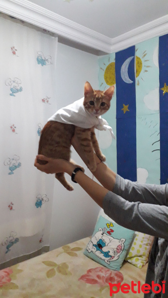 Sarman, Kedi  Çiril fotoğrafı