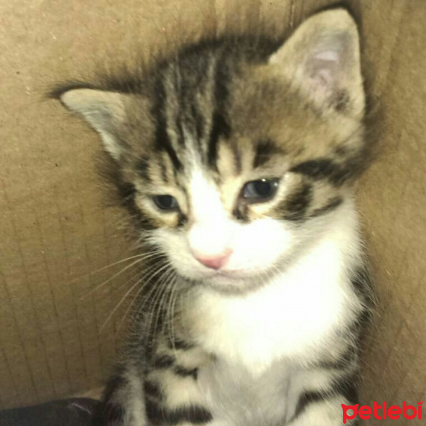 Tekir Kedi, Kedi  Hüsnü fotoğrafı