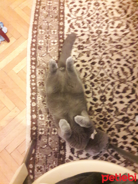 Scottish Fold, Kedi  Behlül fotoğrafı