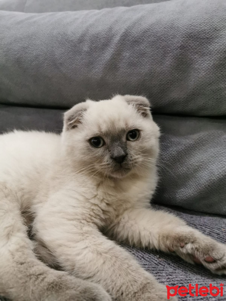 Scottish Fold, Kedi  leo fotoğrafı