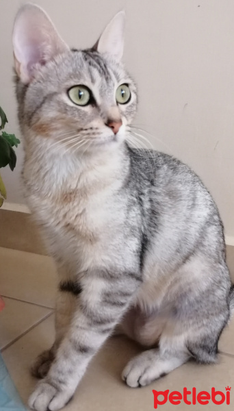 Tekir Kedi, Kedi  Miya fotoğrafı
