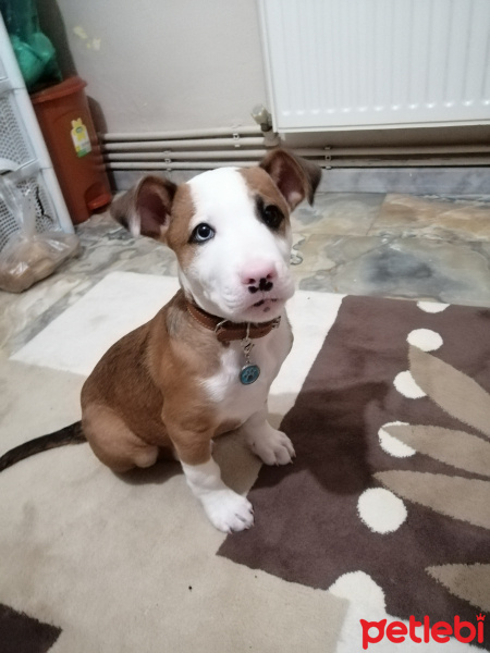 Amerikan Staffordshire Terrier, Köpek  CAN fotoğrafı