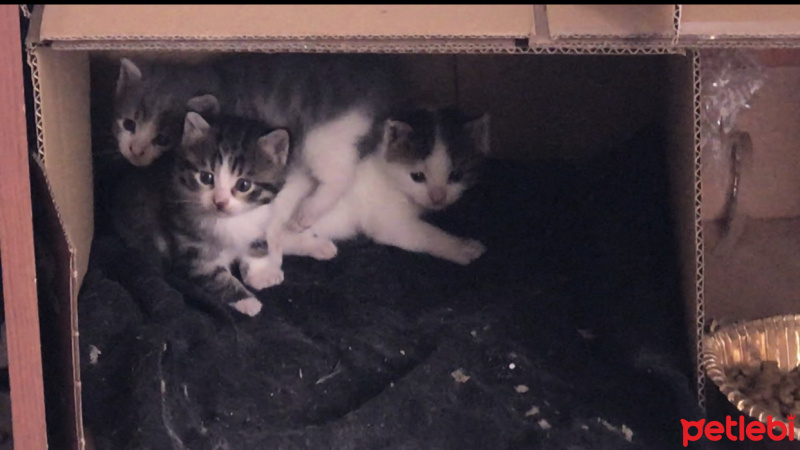 Tekir Kedi, Kedi  1aylık fotoğrafı