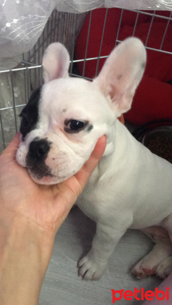 Fransız Bulldog, Köpek  Badi fotoğrafı