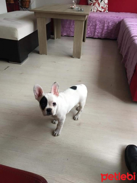 Fransız Bulldog, Köpek  Badi fotoğrafı