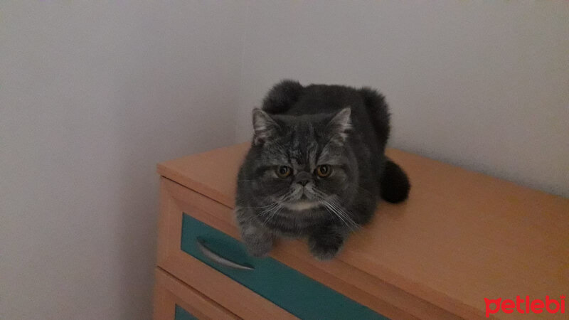 British Shorthair, Kedi  Çirkin fotoğrafı