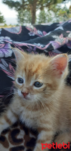 Tekir Kedi, Kedi  Muzo fotoğrafı