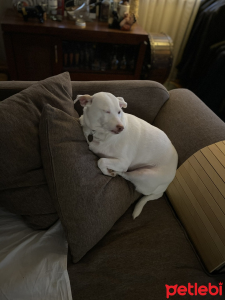 Jack Russell Terrier, Köpek  Turşu fotoğrafı