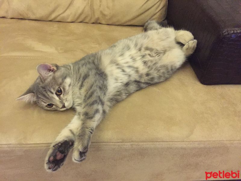 British Shorthair, Kedi  Gumus fotoğrafı