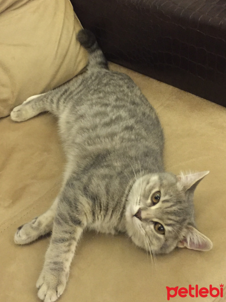 British Shorthair, Kedi  Gumus fotoğrafı