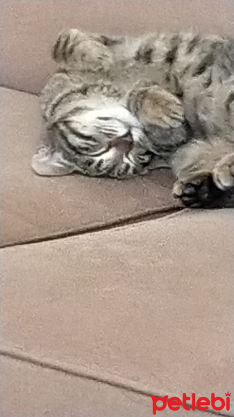 Tekir Kedi, Kedi  Murda fotoğrafı