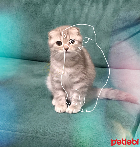 Scottish Fold, Kedi  Şila fotoğrafı