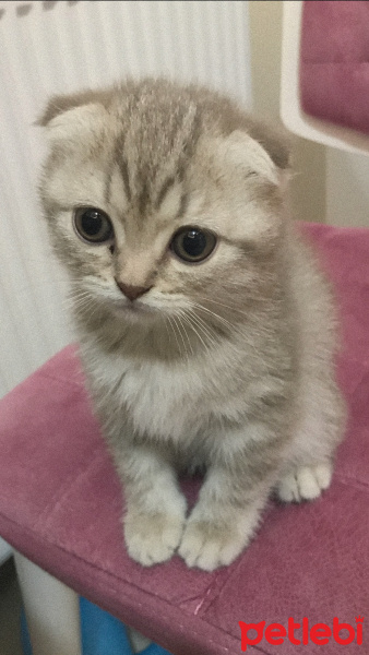 Scottish Fold, Kedi  Şila fotoğrafı