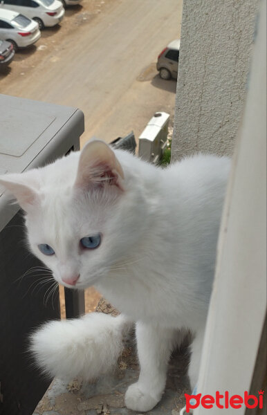 Van Kedisi, Kedi  Paçoz fotoğrafı