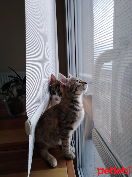 Tekir Kedi, Kedi  Çakıl fotoğrafı