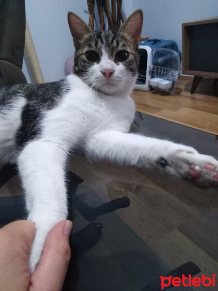 Tekir Kedi, Kedi  Bambam fotoğrafı