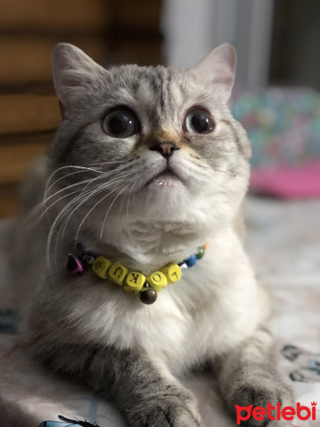 Scottish Fold, Kedi  Lokum fotoğrafı