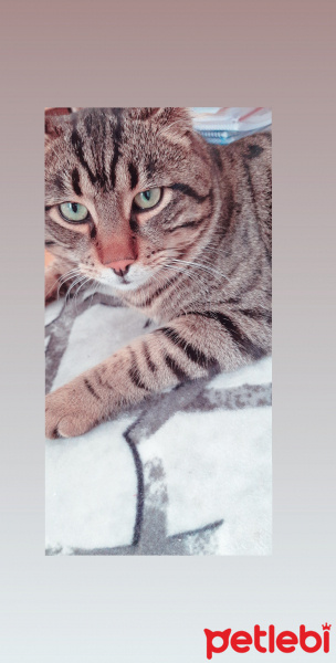 Tekir Kedi, Kedi  Şakir fotoğrafı
