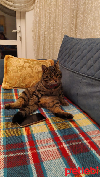 Tekir Kedi, Kedi  Şakir fotoğrafı